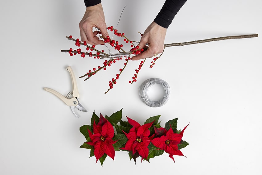 af stelle di natale 2023 04 01 poinsettia DIY chimera min