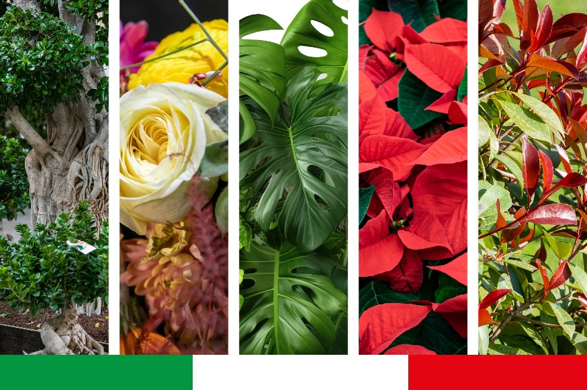 mer myplant produzione italia 2023 min