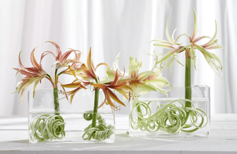 af amaryllis ricci min