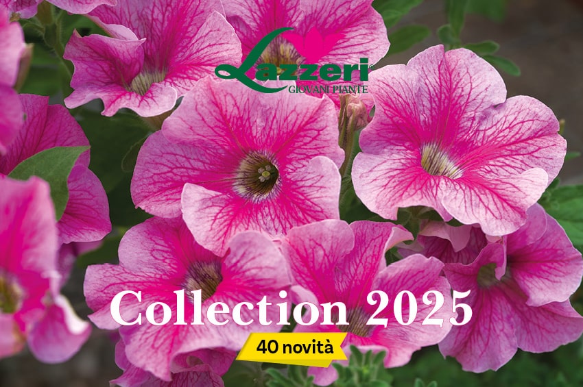 ap Lazzeri catalogo 2024 ok min