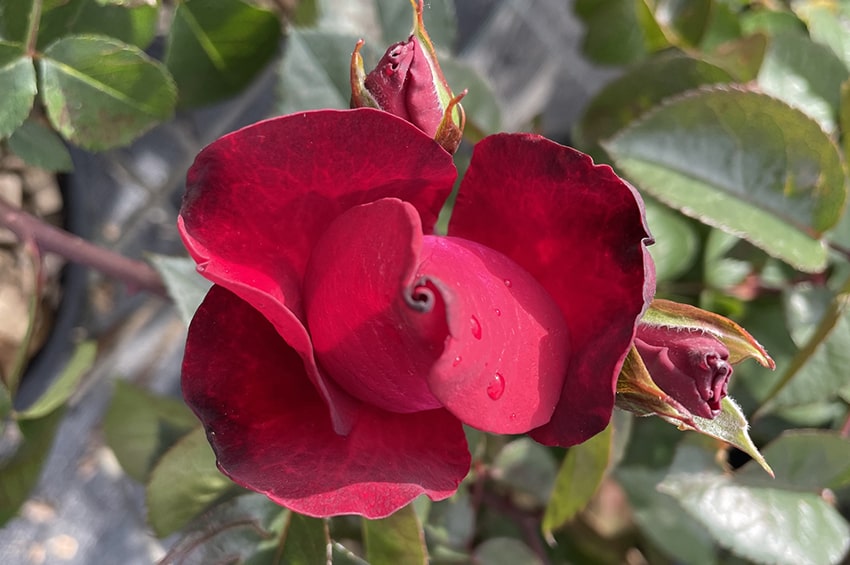 ap rose covid coronavirus rosa La Cura min