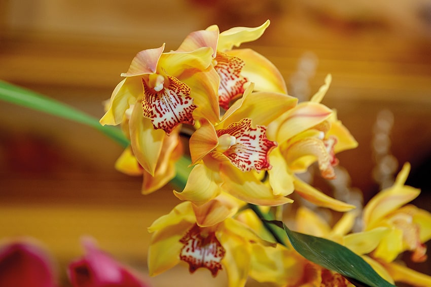 fn Il Floricultore 20240102 rtf min