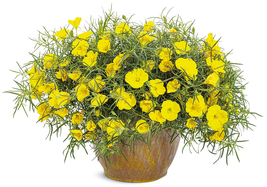 fn Il Floricultore 20240304 flor calylophus min