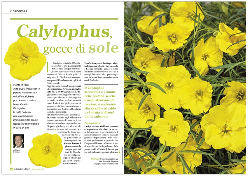 fn Il Floricultore 20240304 flor calylophus screen shot min