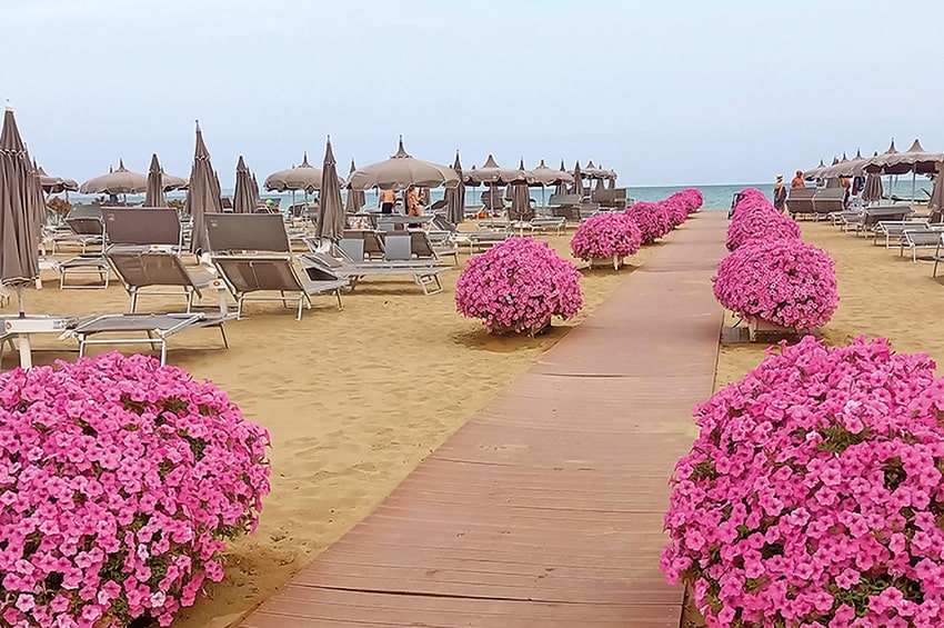 fn Il Floricultore 20240910 ap petunia vista min