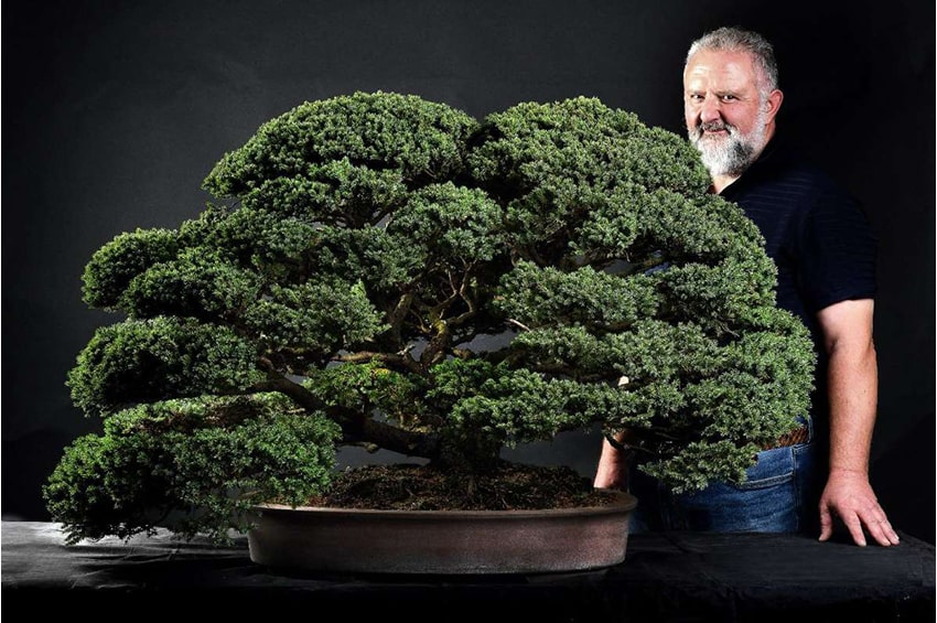 fn bonsai torino Massimo Bandera courtesy Pangrazi photografer min