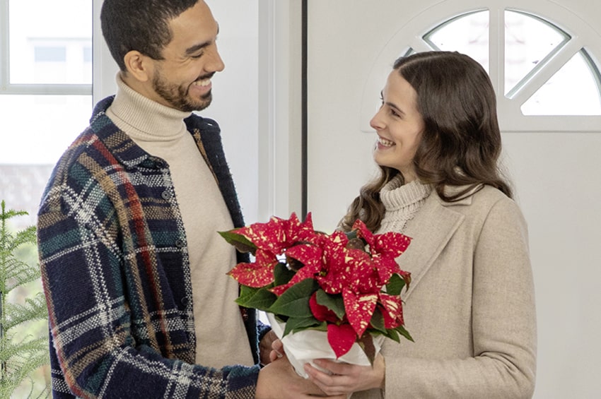 fn poinsettia stars for europe 01 min