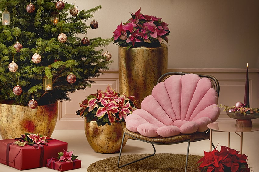 fn poinsettia stars for europe 02 min
