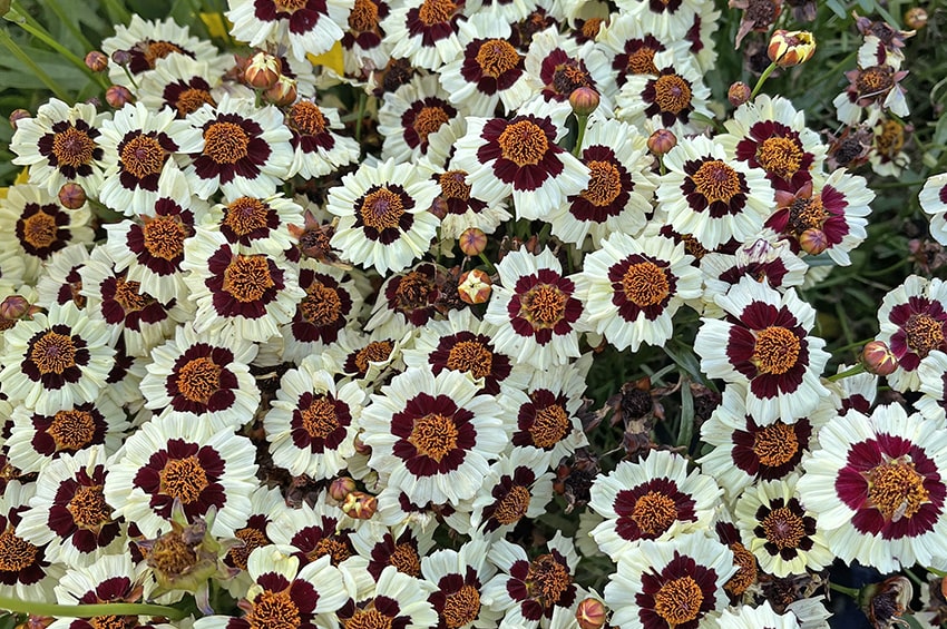 gp fleuroselect gold medals Coreopsis min