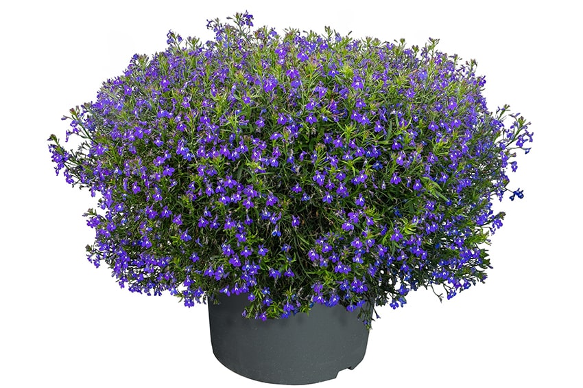 gp fleuroselect gold medals lobelia min