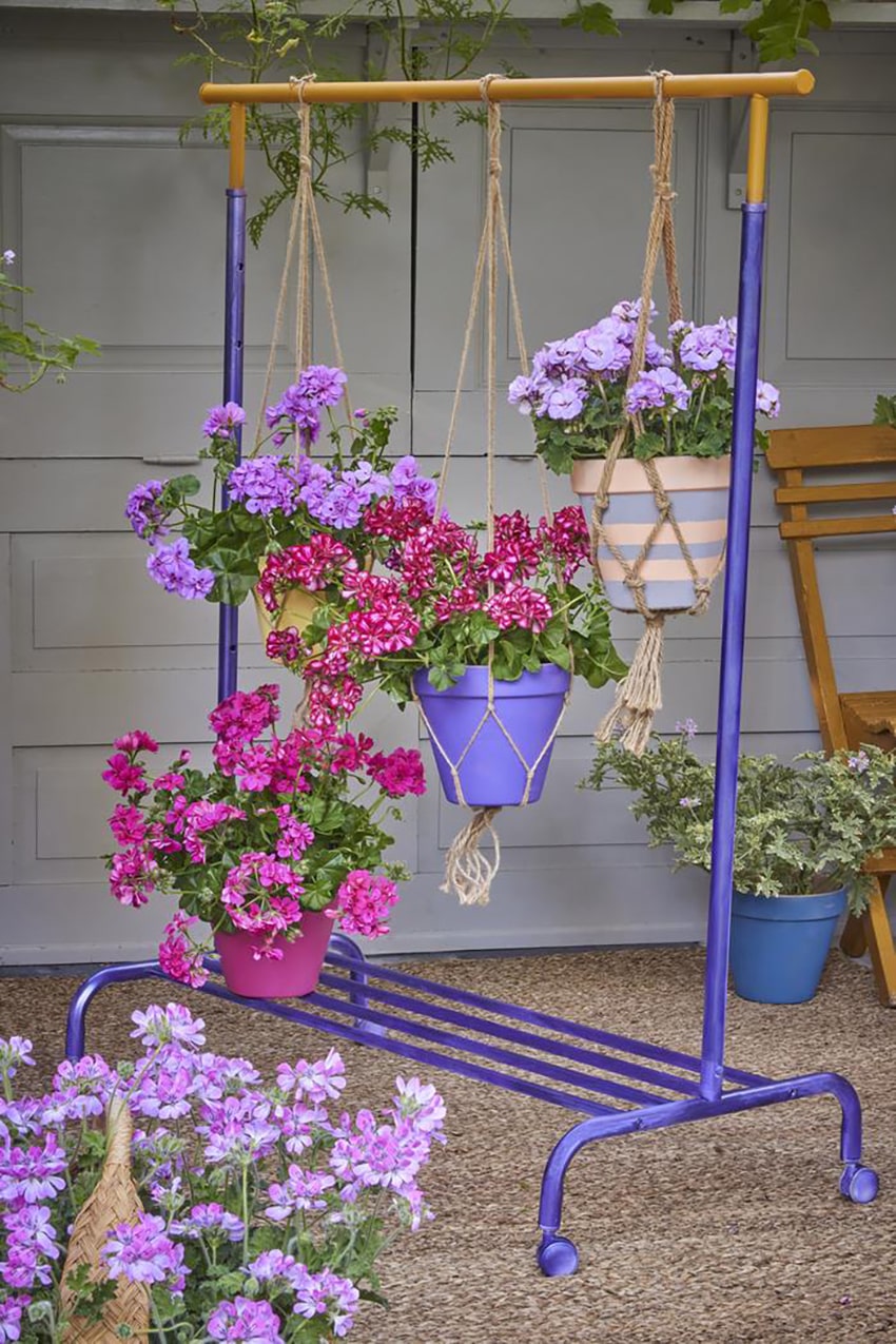 in gerani portatile is better foto copyright Pelargonium for Europe min