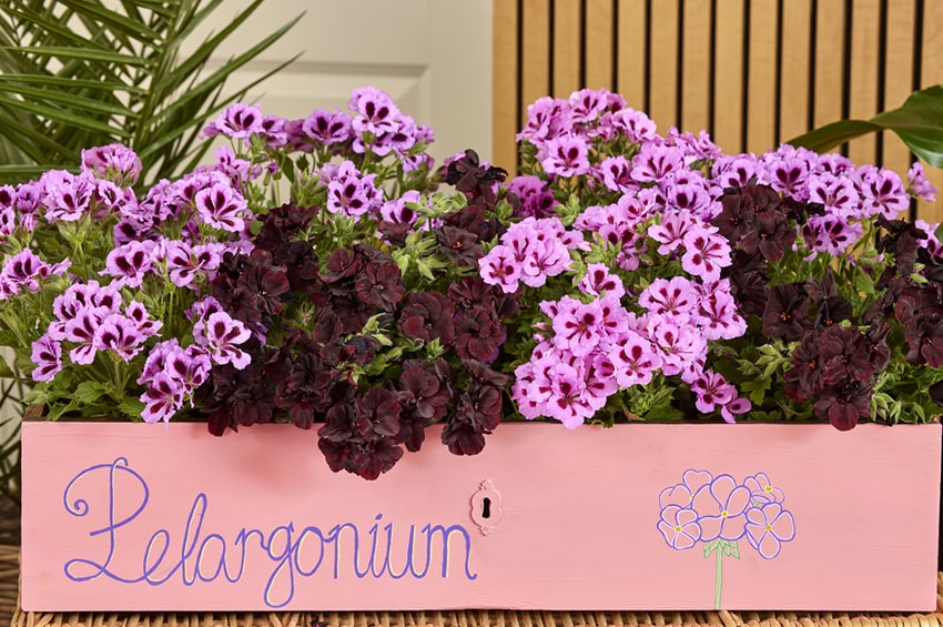 in gerani sogni nel cassetto foto copyright Pelargonium for Europe min