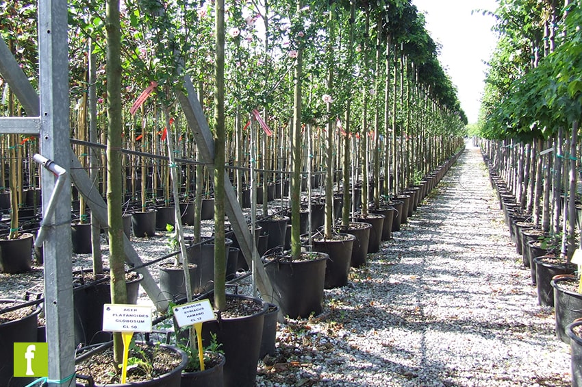 mer vivaismo pistoia foto copyright IL FLORICULTORE EiN Agrital Editrice min
