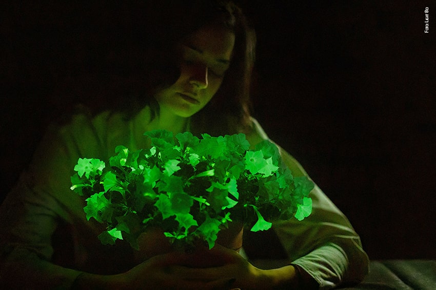 tb Petunia Firefly foto copyright Light Bio min