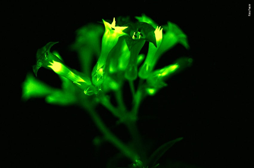 tb Petunia Firefly foto copyright Light Bio 02 min