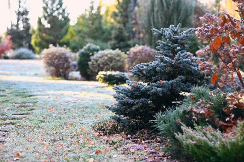tb alberi inverno min
