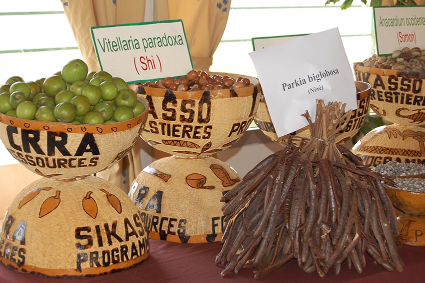 tb piante da proteggere Display of fruitsseeds of Useful Plants from Mali TUlian2 min