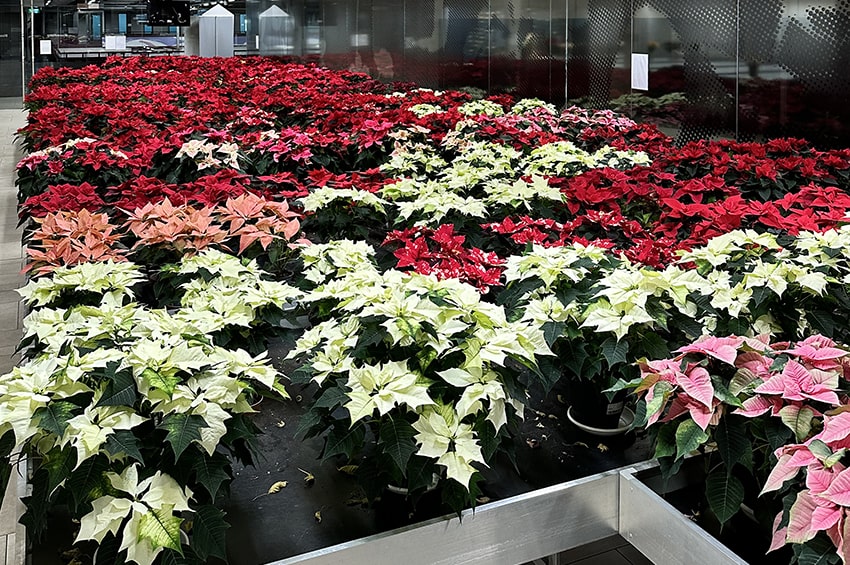 ap lazzeri poinsettie premi olanda 03 min