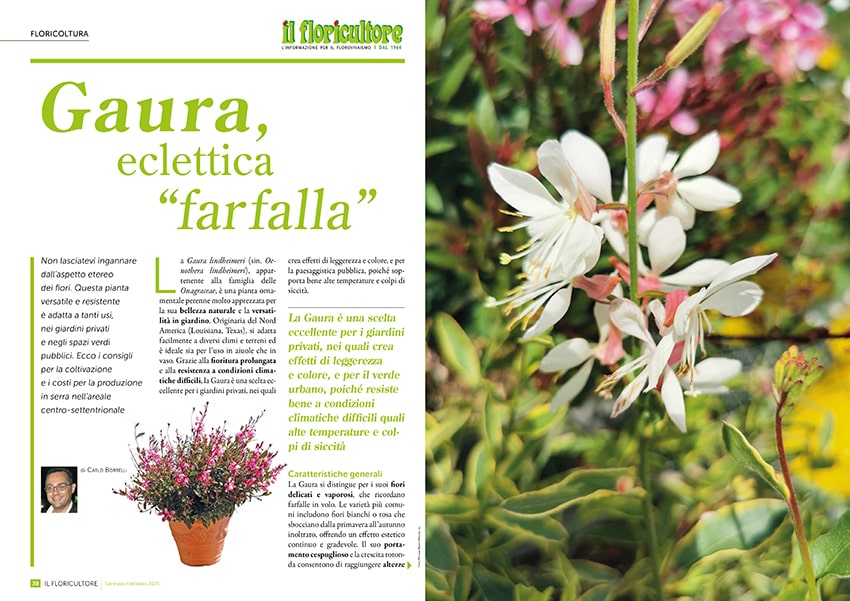 fn Il Floricultore 20250102 flor min