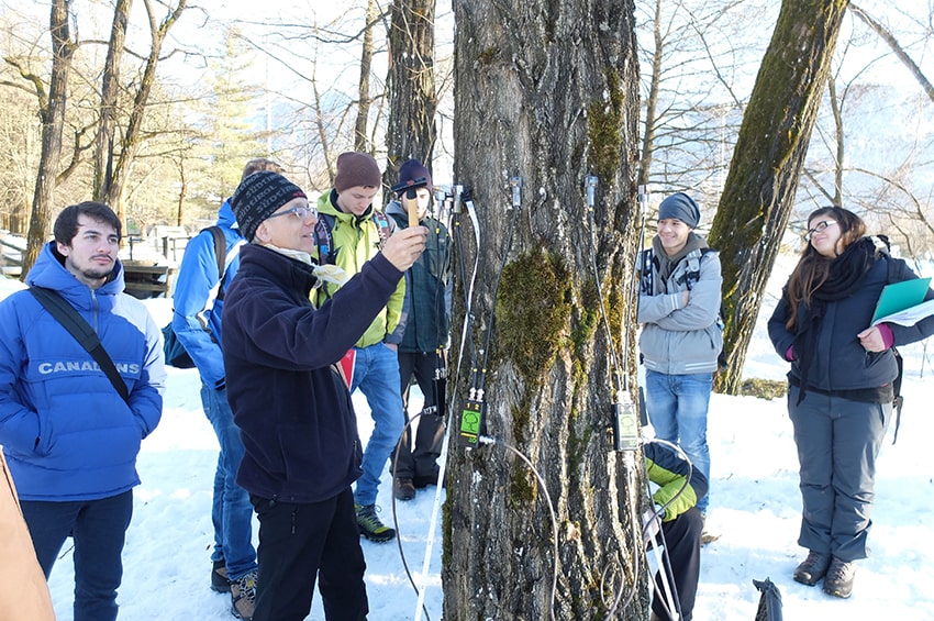 form fem lezione arboricoltura  tomografia arborea min