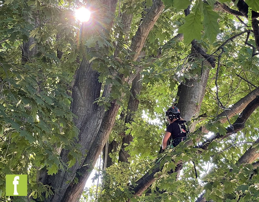 form green webinar tree climbing min