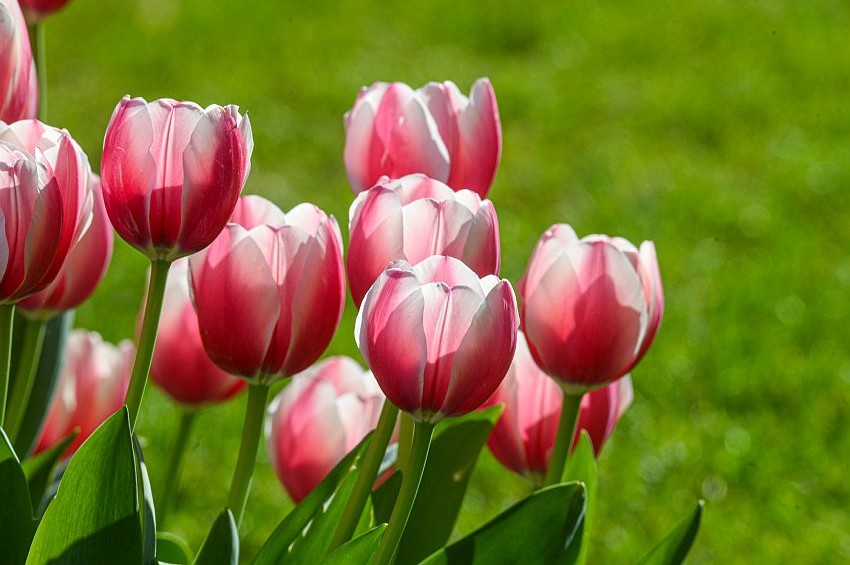 gp tulipani autunno sigurta Bruna Zavattiero