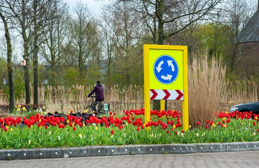 tb Tulip Mix Rotonda iBulb min