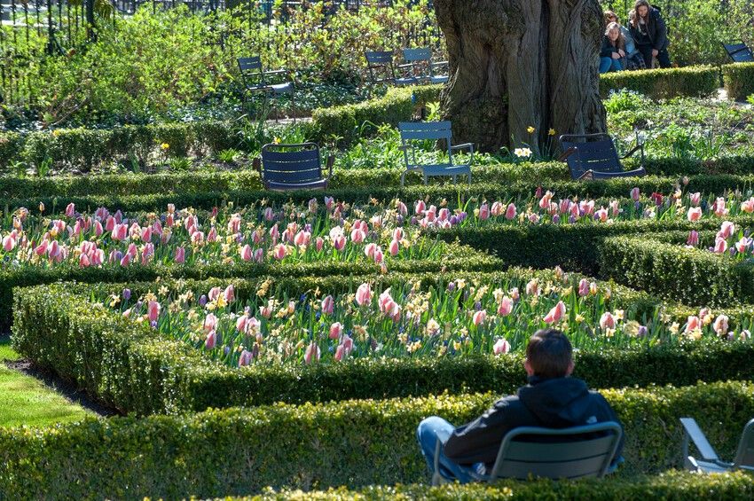 tb Tulip Mix iBulb min