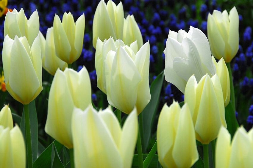 tb Tulip Purissima iBulb min