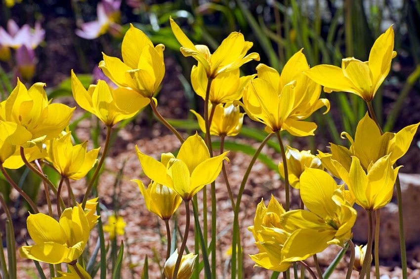 tb Tulip Sylvestris iBulb min
