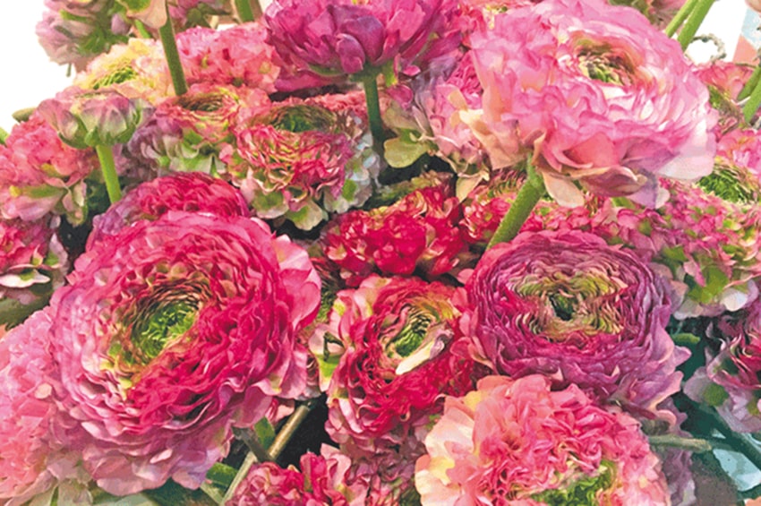 tb bulbo anno 2025 ranuncolo ein min