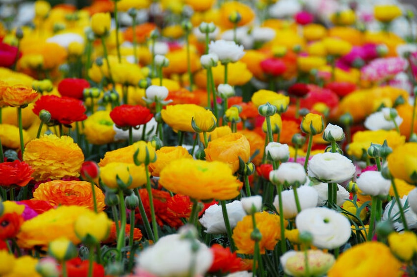 tb bulbo anno 2025 ranuncolo 01 min