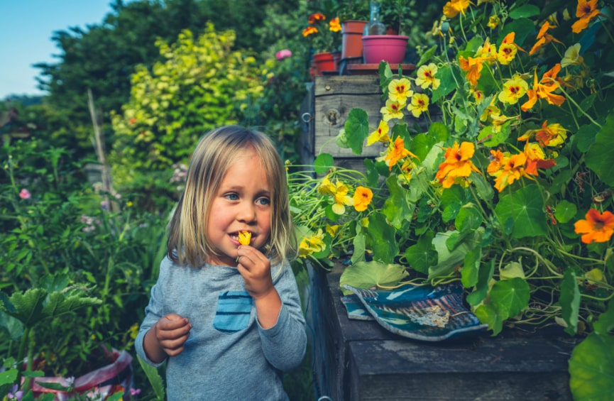 tb fiori commestibili bambina nasturzio min