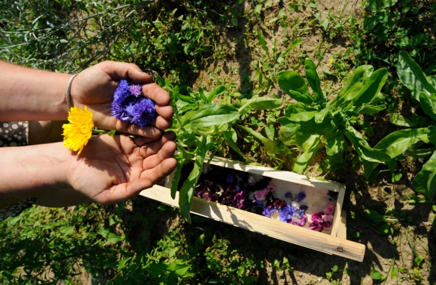 tb fiori commestibili coltivatore min