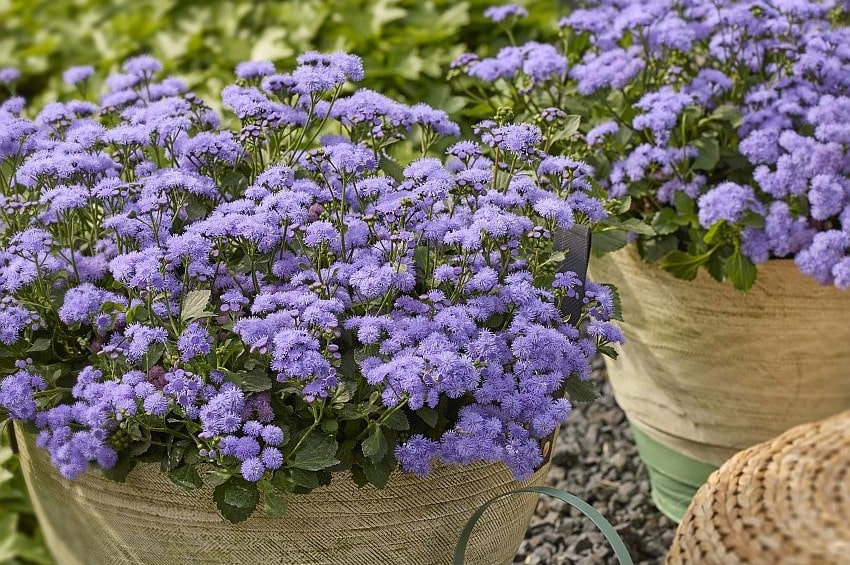 tm fleurostar25 Ageratum Florensis min