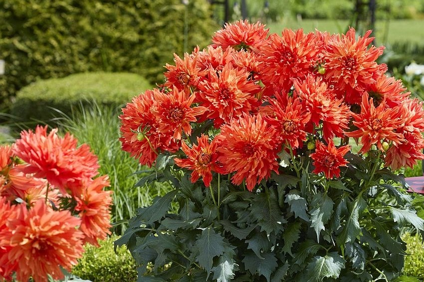 tm fleurostar25 Dahlia Beekenkamp min