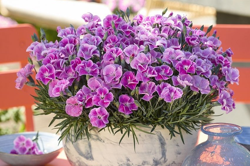 tm fleurostar25 Dianthus SelectaOne min