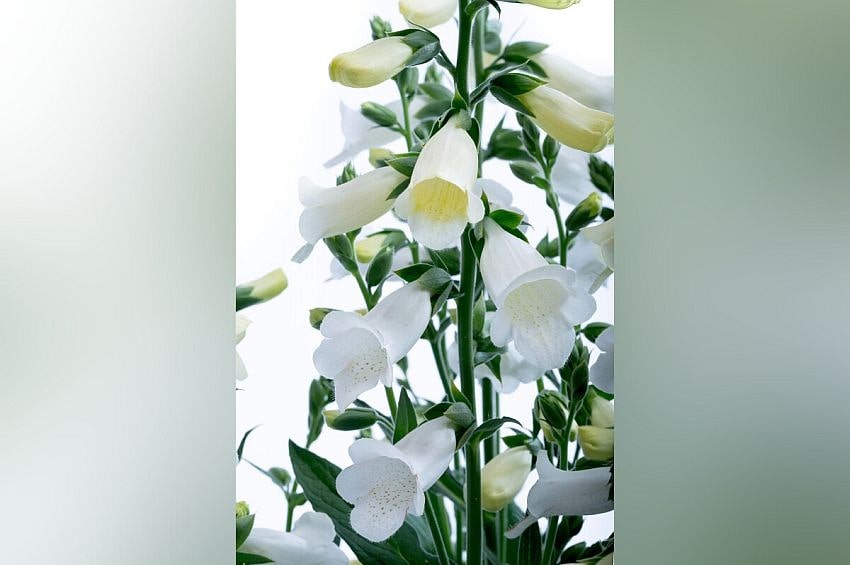 tm fleurostar25 Digitalis Takii min