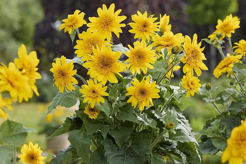 tm fleurostar25 Helianthus Syngenta min