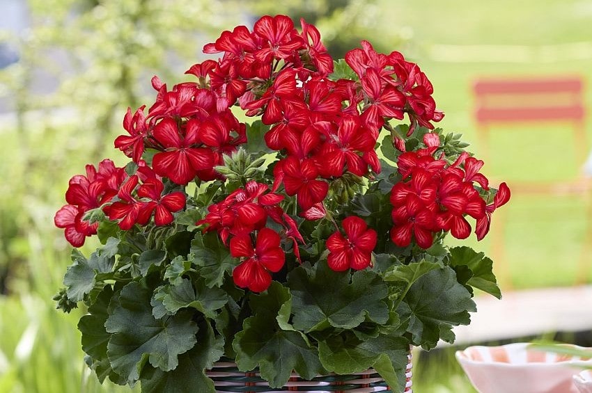 tm fleurostar25 Pelargonium Duemmen min