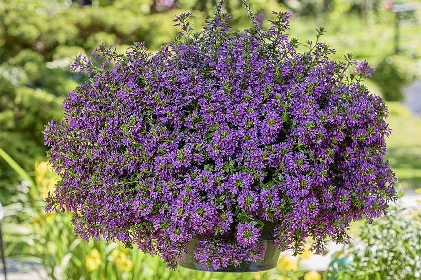 tm fleurostar25 Scaevola Suntory min