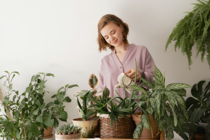 tm piante da interni 01 min