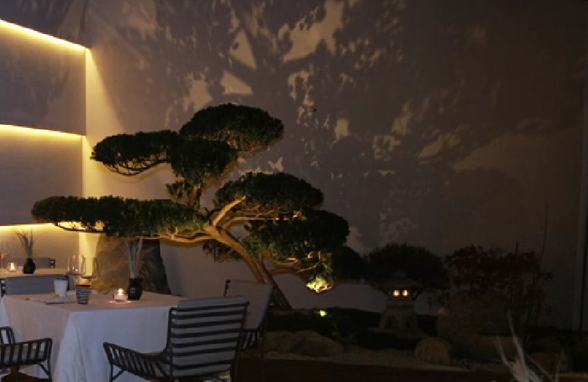 ap NipponTree Postal 3 min