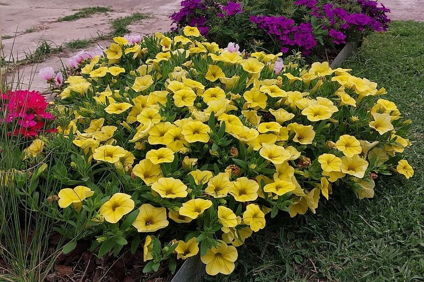 fn Calibrachoa INTA Argentina min