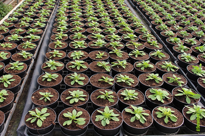 fn substrati vasi foto copyright Agrital Editrice EiN