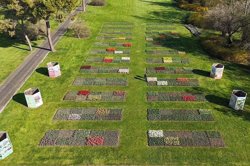 gp tulipanomania min