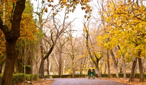 È autunno, cadono le foglie… e anche gli alberi
