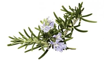 Scoperti nuovi poteri benefici delle piante aromatiche