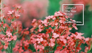 PANTONE, il 2019 sar&agrave; l&rsquo;anno del Living Coral. Una grande occasione per il florovivaismo