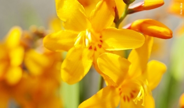 CROCOSMIA, il Bulbo estivo dell'Anno 2019